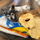 Leroy the dog and michael myers mask